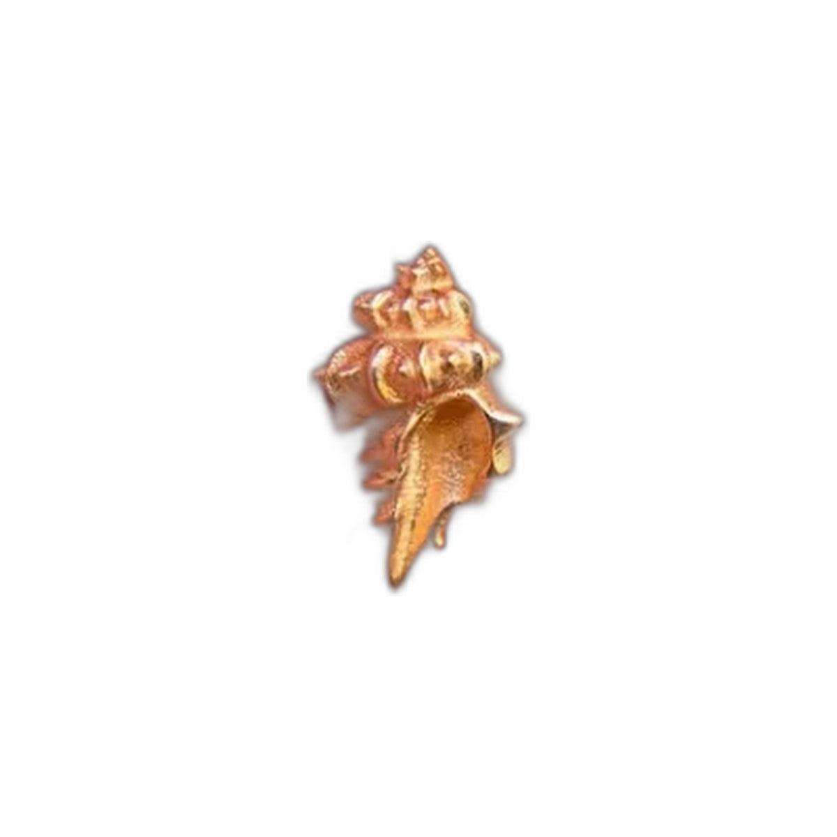 Seashell by M.US.HROOM — alternate view 2