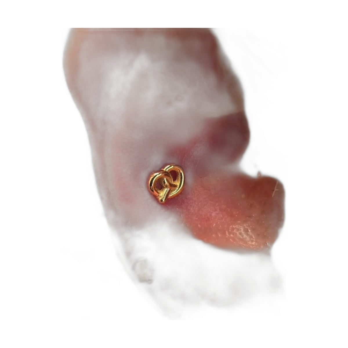Pretzel by M.US.HROOM — alternate view 3