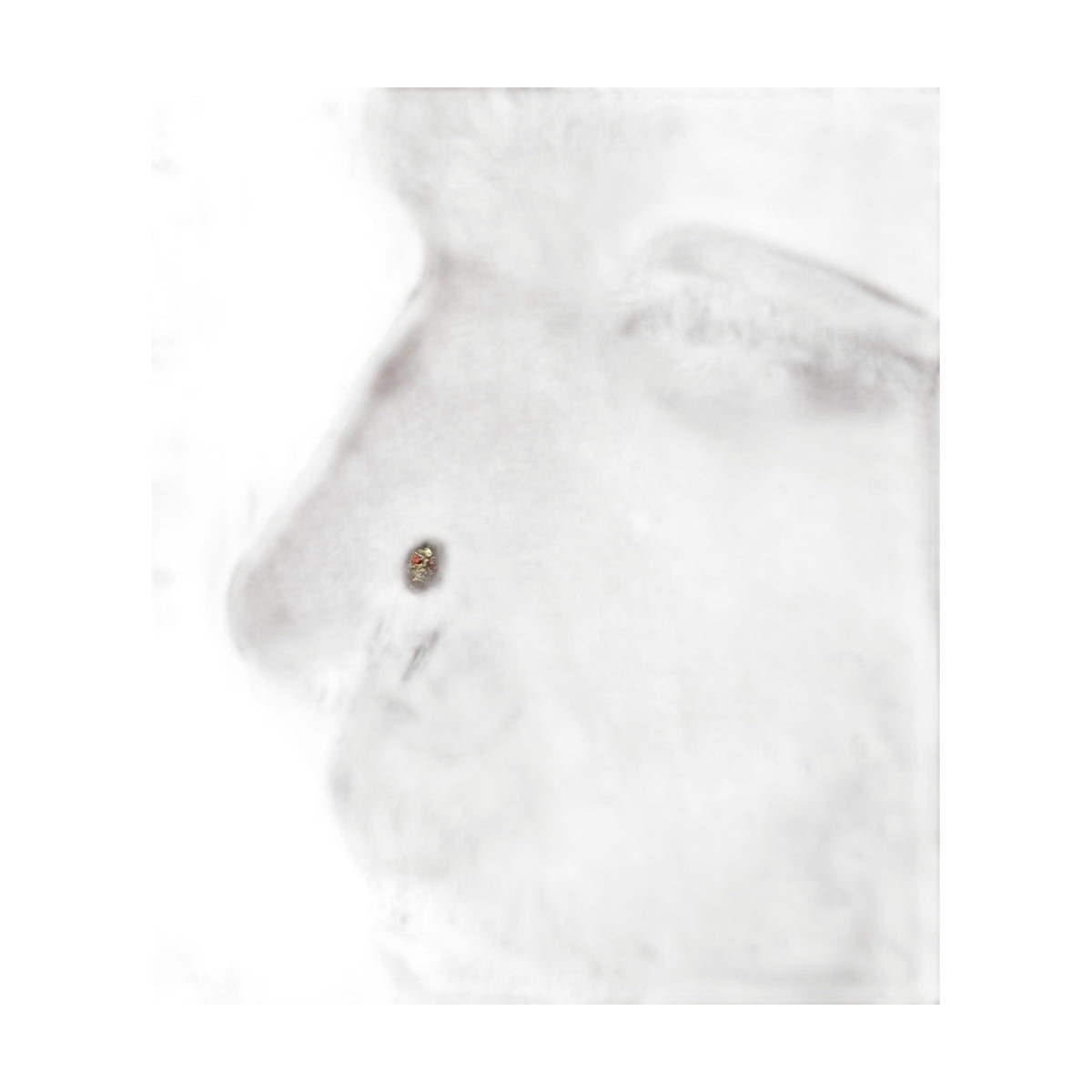 Skull by M.US.HROOM — alternate view 2